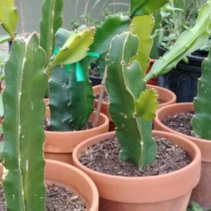 Dragon Fruit Cuttings