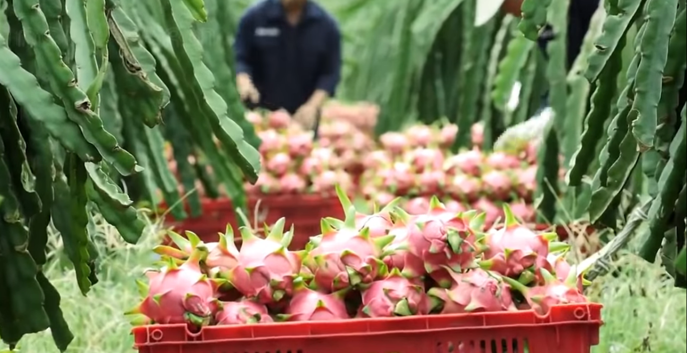 Dragon Fruit For sale in Kenya