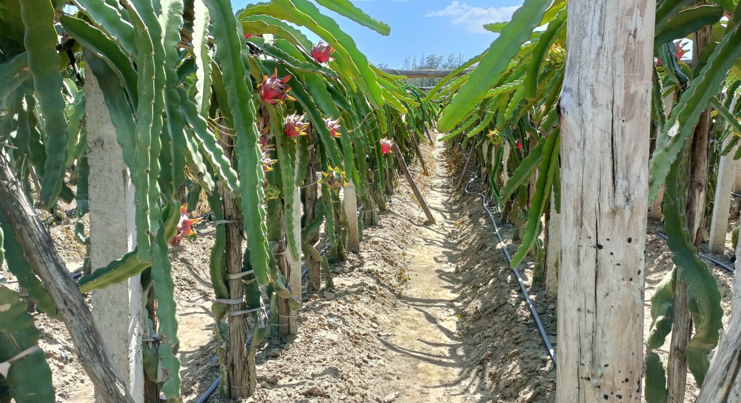 dragon fruit farming in Kenya