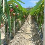 Dragon Fruit Farming: An 8 Step-by-Step Guide to Beneficial Dragon Fruit Farming in Kenya